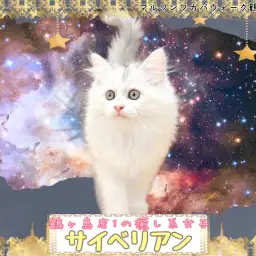 【 サイベリアン 】ふんわりとした雰囲気で心を癒す猫