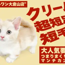 【 マンチカン 】コミカルな動きと温かな毛色の短足王子様は究極の甘えん坊！