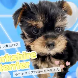 【 ヨークシャーテリア 】小さな体に可愛さと飼いやすさを詰めたヨーキーちゃん！