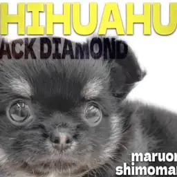 【 チワワ 】小さな体にドワーフ体型と魅力が詰まった甘えん坊な女の子が大田区に!