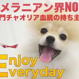 【 ポメラニアン 】ポメラニアン界NO.1!名門チャオリア血統の持ち主!