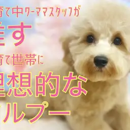 【 MIX 】ワーママスタッフが推す子育て世帯に理想的なマルプーちゃん!