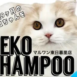 【 猫シャンプー 】生後9ヵ月の長毛スコちゃんを猫美容のプロがビフォーアフター！