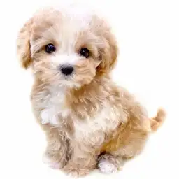 MIX（マルチーズ×トイプードル）