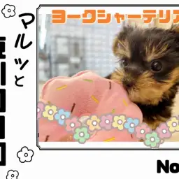 【 マルっと東川口日和No.19 】片手に収まるコンパクトサイズヨーキー！