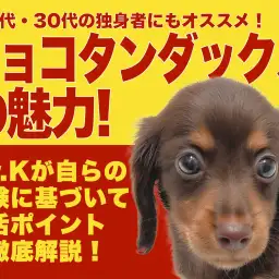 【 ミニチュアダックス 】20〜30代の独身者にオススメ!究極の相棒犬はこの子!