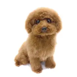 トイ・プードル