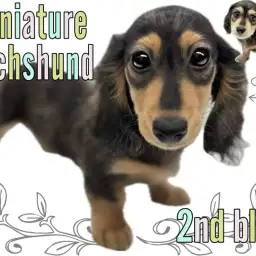 【 ミニチュアダックス 】シルバーダップルの男の子は超マイペースな癒しの性格!