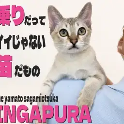 【 シンガプーラ 】肩乗りニャンコを目指す超甘えん坊王子!生後5ヶ月の愛の記録