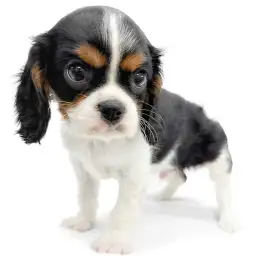 キャバリア・キングチャールズ・スパニエル