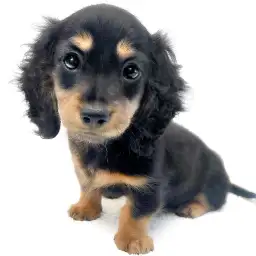 ミニチュア・ダックスフント