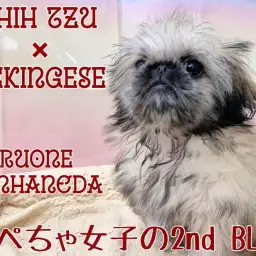 【 MIX 】ムチャかわ鼻ぺちゃ女子・シーペキちゃんの生後100日経過レポート！