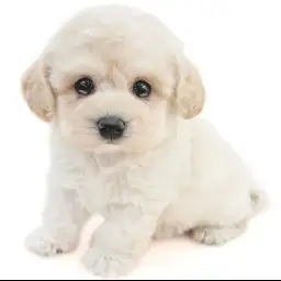 MIX（トイプードル×マルチーズ）