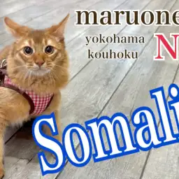 【 ソマリ 】愛情たっぷり育てた美麗猫ソマリの成長記録、飼いやすさもご紹介!