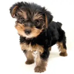 ヨークシャーテリア