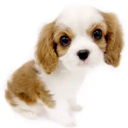 キャバリア・キングチャールズ・スパニエル