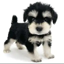 ミニチュア・シュナウザー