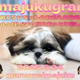 【 シーズー 】生後4ヶ月の癒し系!アピール上手な温厚ガールの最新情報をお届け!