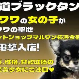 【 チワワ 】王道ブラックタンの甘えん坊な女の子がチワワの聖地に電撃入店!