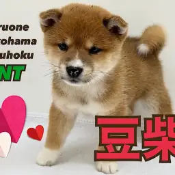 【 豆柴 】凛々しさと可愛さを兼ね備えた和犬代表!豆柴の男の子