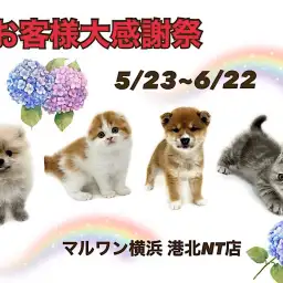 【 お客様大感謝祭開催中 】ワンニャンとの素敵な出会いは港北NT店で!