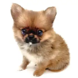 MIX（ポメラニアン×チワワ）