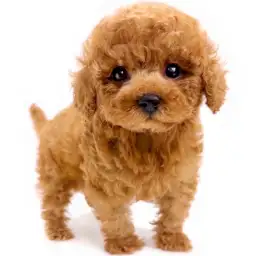 トイ・プードル