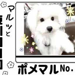 【 マルっと東川口日和No.24 】明るく賢い元気ガール、ポメマルちゃん