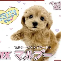 【 MIX 】「会いに来ないと後悔します」と言いたくなる可愛いマルプーです！