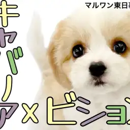 【 キャバション 】争奪戦必至!プレミアムフェイスのプリンセスが東京都に降臨!