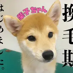 【 柴犬 】夏の風物詩!!ごっそり換毛期、はじめました。