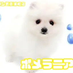 【 ポメラニアン 】毛量たっぷり!たぬき顔が可愛いクリームカラーの男の子
