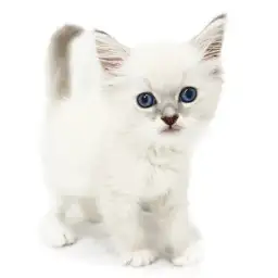 ネヴァマスカレード