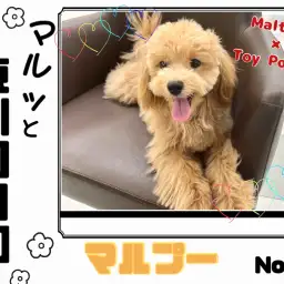 【 マルっと東川口日和No.25 】生後半年!お散歩練習中のマルプーくん!