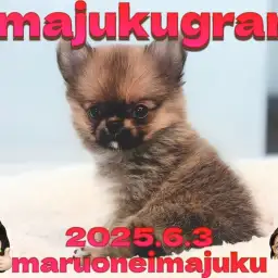 【 イマジュクグラム 】生後2ヶ月体重510g！癒し系MIXポメチワが横浜に降臨