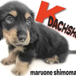 【 カニンヘンダックス 】アクティブな小型犬をお探しの方!小さな元気娘が大田区に