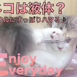 【 スコティッシュフォールド 】ネコは液体？すっぽりハマる姿に悶絶！！