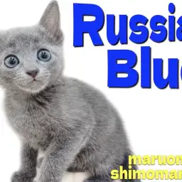 【 ロシアンブルー 】大きな瞳と好奇心旺盛な性格!ブルーの被毛が美しい男の子!