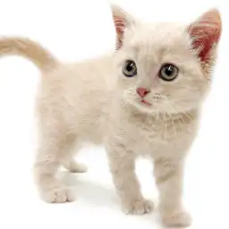 ブリティッシュショートヘア