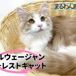 【 ノルウェージャン 】犬のような甘えん坊な性格に幸せホルモンが爆発必至！！