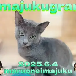 【 イマジュクグラム 】生後4ヶ月のロシアンブルーの男の子！最新動画を大公開！