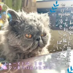 【 ファーストパートナー 】マルワン東川口店スタッフ渡邉の愛猫物語！