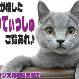 【 ブリティッシュ 】顔も体も丸さも大和市NO.1!?癒し系猫を迎えたいなら今！