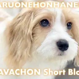 【 MIX 】どこでも触らせてくれる天才ガール!お手入れ優等生のキャバションちゃん