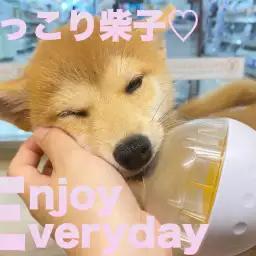 【 柴犬 】コロコロボールがお気に入り!表情豊かな柴子ちゃん!