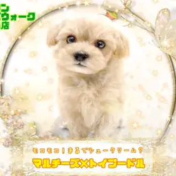 【 MIX 】大人気すぎる!マルプーちゃんをご紹介しちゃいます!