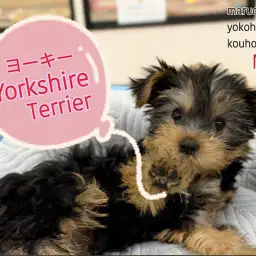 【 ヨークシャーテリア 】生後3ヶ月、動く宝石ヨーキーちゃんの2ndブログ