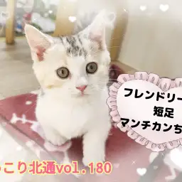 【 ほっこり北通vol.180 】人見知りゼロ！フレンドリーな短足マンチちゃん