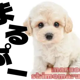 【 MIX 】そっと寄り添う穏やかなトイプードルとマルチーズが両親のマルプー!