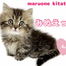 【 ミヌエット 】ベビーフェイス&フレンドリー!激かわ短足にゃんこ登場!